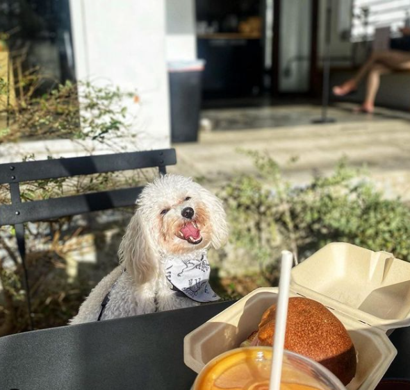 Pet Friendly PR